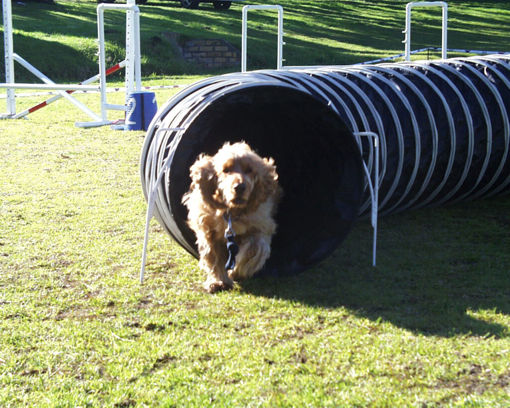 Dog agility training the tunnel