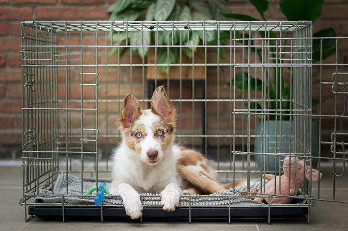 Basic obedience for puppy