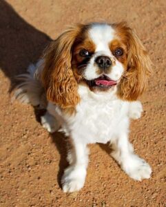 Clicker training puppy to sit