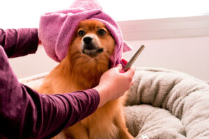 Dog grooming