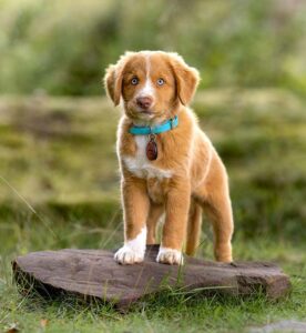 Training tips for Border Collie