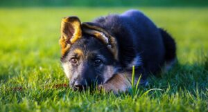 Basic obedience German Shepherd puppy