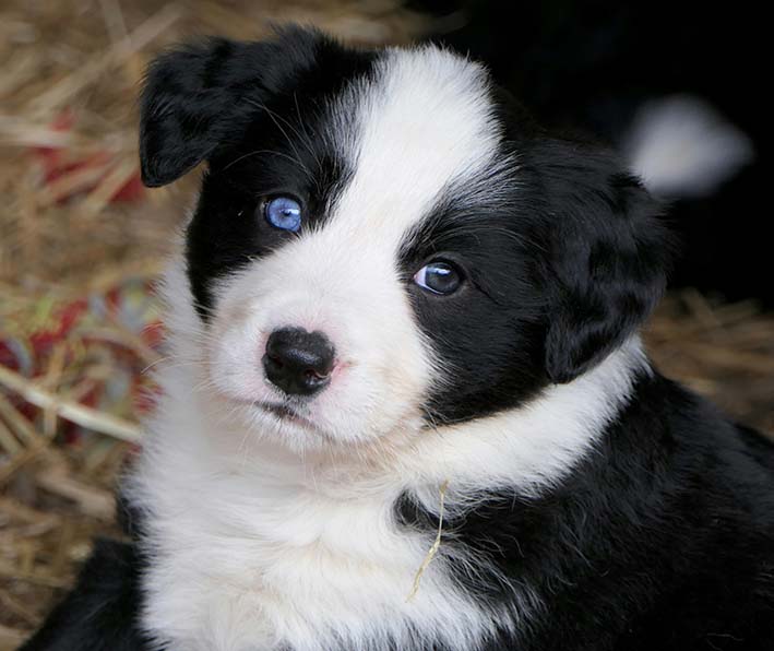 most trainable dog breedBorder Collie puppy