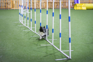 Dog agility