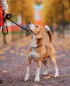 Teach your dog to walk on leash