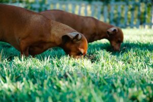 Dogs eating grass